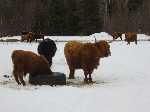 Canada: Schotse Hooglanders in Canada - Canada_0103.jpg - Copyright : Ronald van der Veer (http://www.veeronline.nl)