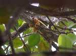 Rondreis Costa Rica - Een yellow Eyelash Palm Pitviper heeft zich stevig genesteld om de boomtak