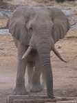 Namibi�: Een olifant bij de waterplaats in Okaukuejo - namibie_botswana_0258a.jpg - Copyright : Ronald van der Veer (http://www.veeronline.nl)