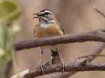 Recent bekeken:
Een Grey Wagtail in Liwonde National Park