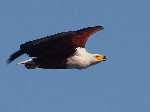 Recent bekeken:
Een African Fish Eagle op zoek naar vis in het lake Malawi. De Fish Eagle heeft een spanwijdte van twee meter