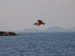 Recent bekeken:
Een Hamerkop op zoek naar visjes in het lake Malawi