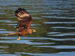 Recent bekeken:
Een kite vliegt over het water