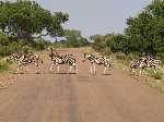 Zebra's steken de weg over