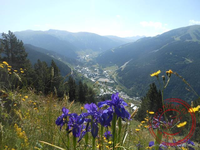 Het bergstaatje Andorra - Prachtige bloemen op de berghellingen