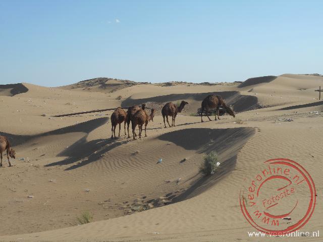 Kamelen in de Karakum woestijn