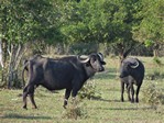 Recent bekeken:
Buffels zijn beter bestand dan koeien tegen aanvallen van jaguars