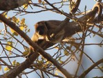 Recent bekeken:
Een aapje houdt ons nauw in de gaten