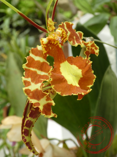 Een orchidee in de botanische tuin van Rio