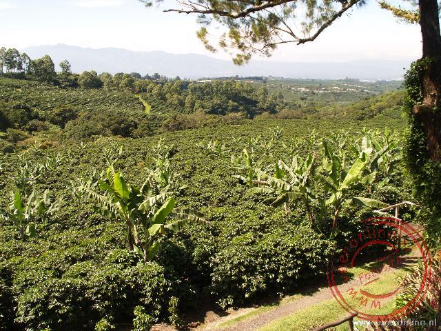 De beroemde koffieplantages van Costa Rica