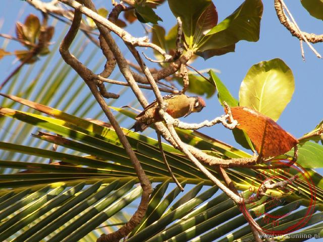 Een Black-cheeked Woodpecker hoog in de boom in Cahuita
