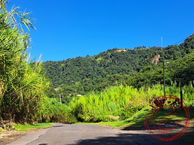 Langs de weg staan Roseau bomen, de naamgever van de hoofdstad