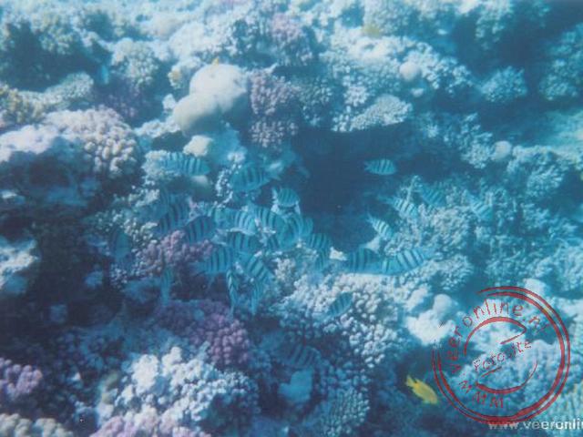 Het koraal vlak bij het strand van Sharm El-Naga