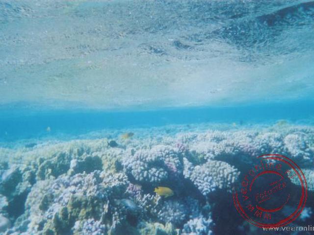 De prachtige koraalriffen net onder de wateroppervlakte