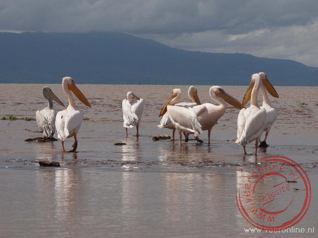 Een groepje pelikanen op het Chamo meer bij Arba Minch