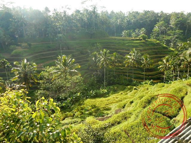 IndonesiÃ«: Sumatra, Java en Bali - Rijstterrassen - De rijst terrassen liggen tegen de berghelling aan (copyright : Ronald van der Veer (http://www.veeronline.nl))