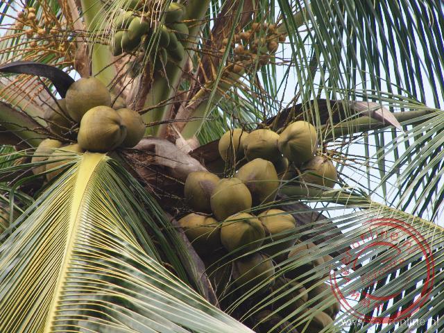 De kokosnoten in de palmboom
