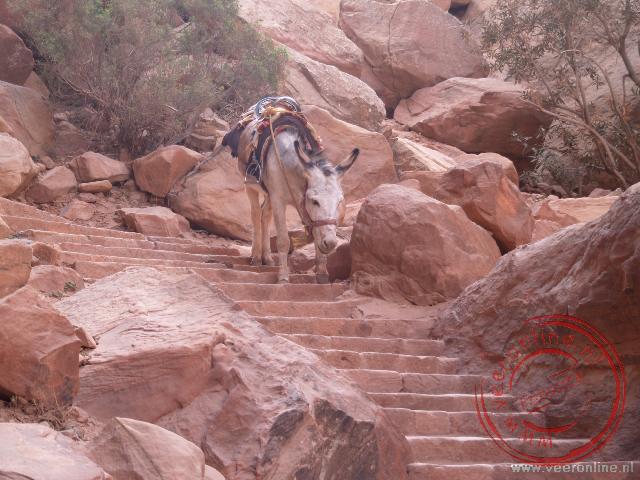 Een ezel daalt de trappen af naar beneden