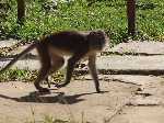 Long tail Macaque