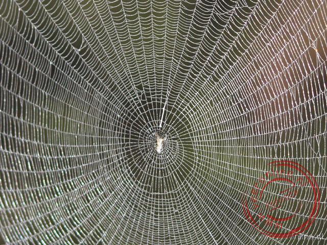 Dauw op het spinnenweb in Mount Kinabalu National Park