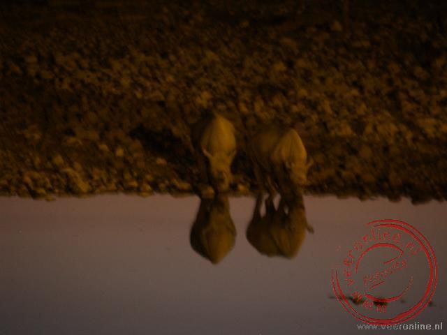 Twee neushoorns bij de waterplaats