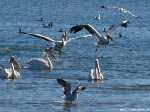 Recent bekeken:
Pelikanen in Walvisbaai