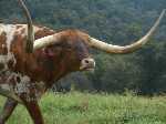 Texan cow
