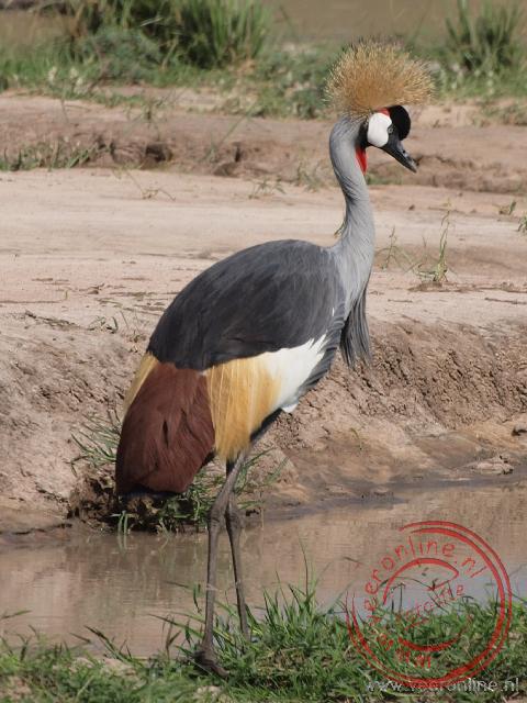 De Crested Crone is de nationale vogel van Uganda en onderdeel van de vlag van het land