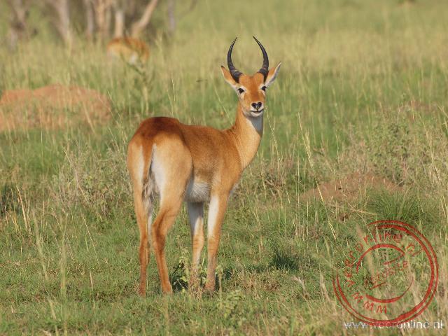 Een jonge mannetjes Kob antilope