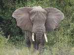Dreigende olifant