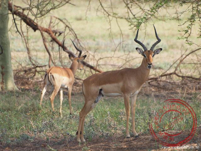 Mozambique, Malawi en Zambia - Een Impala in het Nationaal Park Gorongosa Mozambique