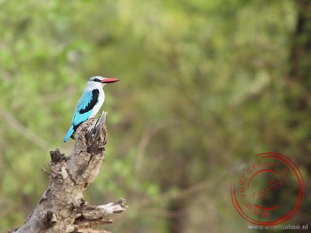 Mozambique, Malawi en Zambia - Woodland Kingfisher - De Woodland Kingfisher of ijsvogeltje, op een tak (copyright : Ronald van der Veer (http://www.veeronline.nl))