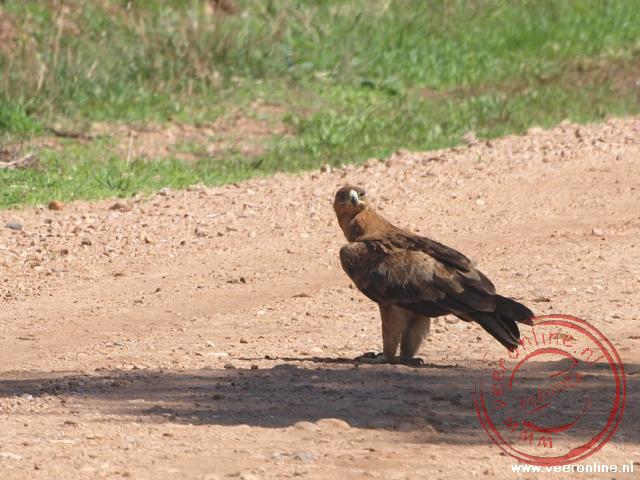 Een Tawny Eagle in South Luangwa National Park Zambia