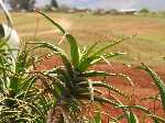 Recent bekeken:
De AloÃ« vera plant in Lesotho
